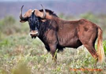 Angry Wildebeest