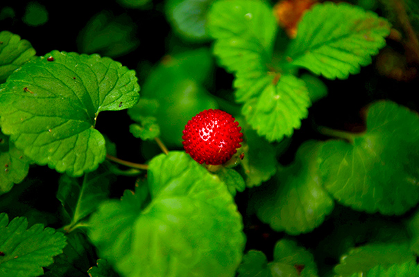 Small Berry, 2016, Nikon D7000