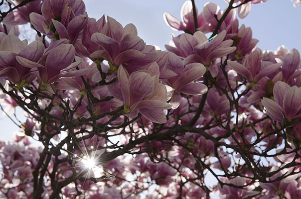 Flowers, 2017, NikonD7000